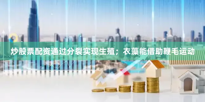 炒股票配资通过分裂实现生殖；衣藻能借助鞭毛运动
